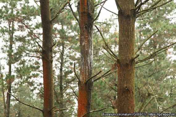Fusarium circinatum Infektion an Pinus radiata in Nordspanien